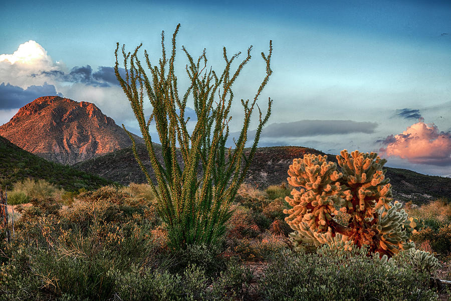 Sunset Photograph - Ocotillo at sunset by Dave Dilli