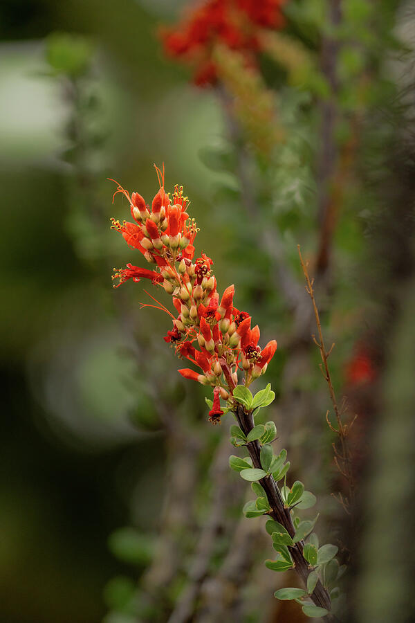 Flower Photograph - Ocotillo Buds by Laura Epstein