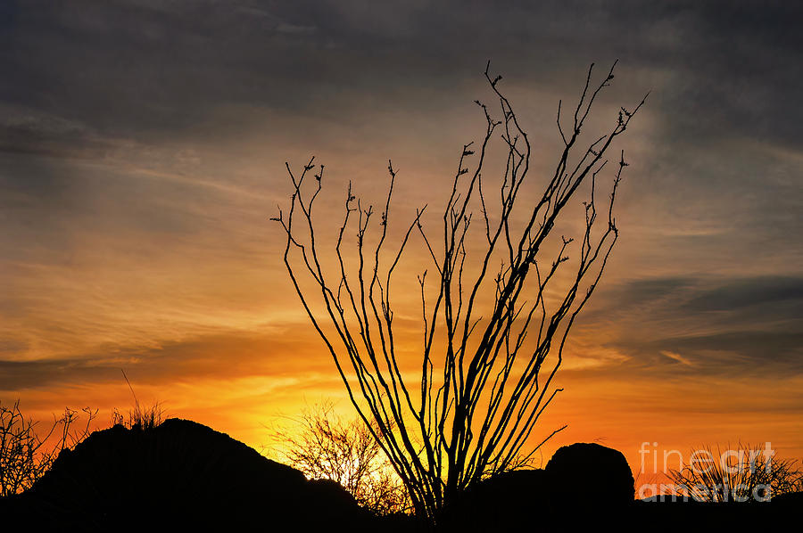 Ocotillo Cacti at Sunrise Photograph by Bob Phillips