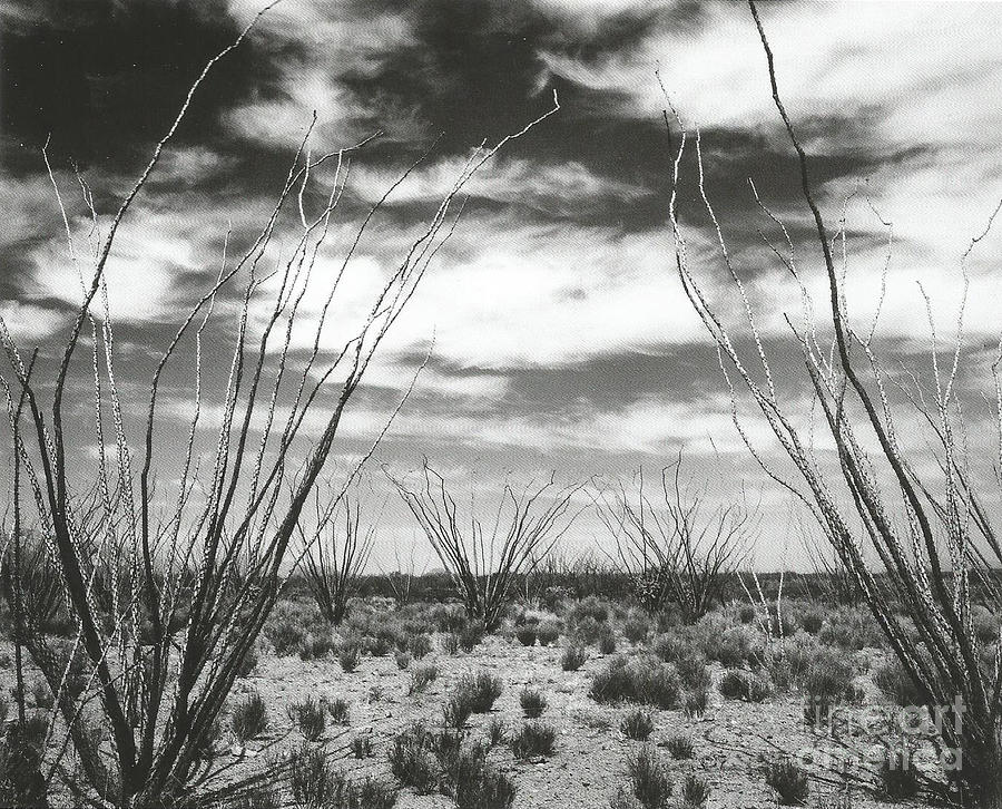 Ocotillo Catus near Elkhorn Ranch Arizona 1965 Photograph by Ansel Adams