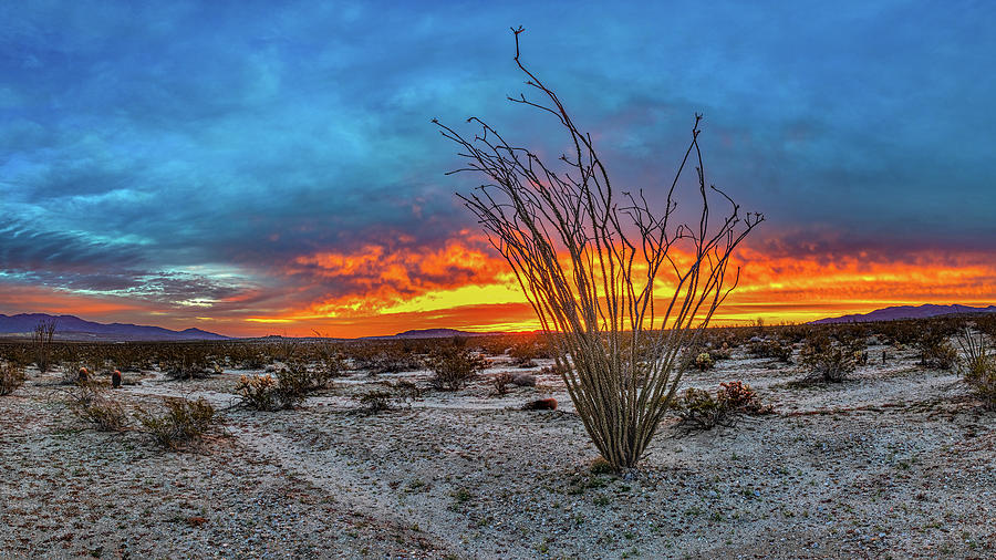 Ocotillo Dawn Photograph by Peter Tellone