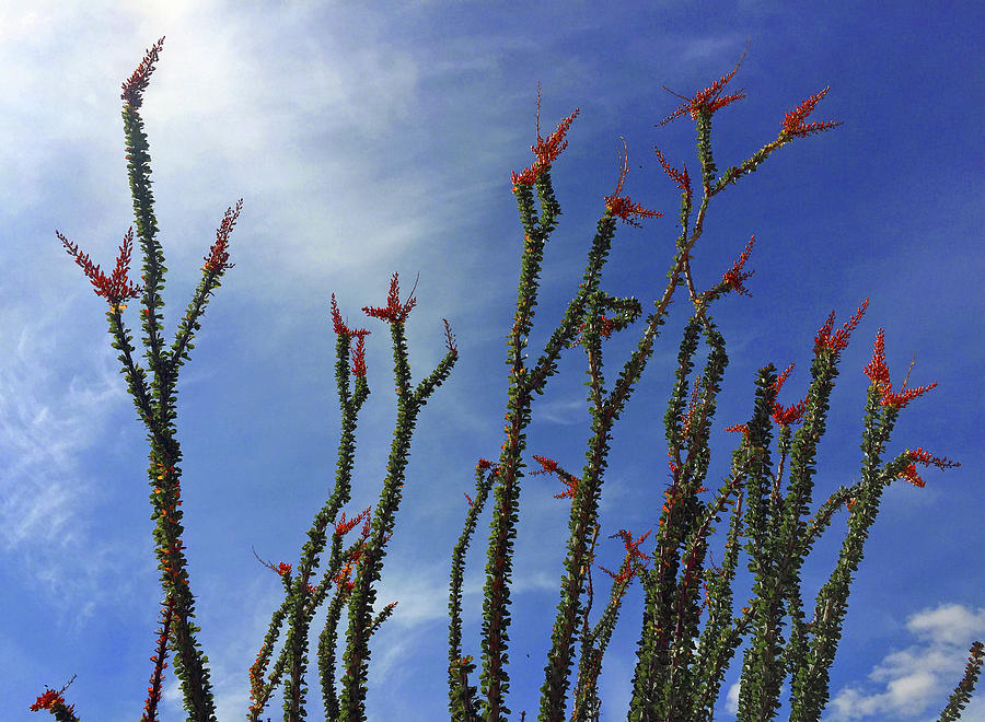 Ocotillo Photograph by Frick And Hammons