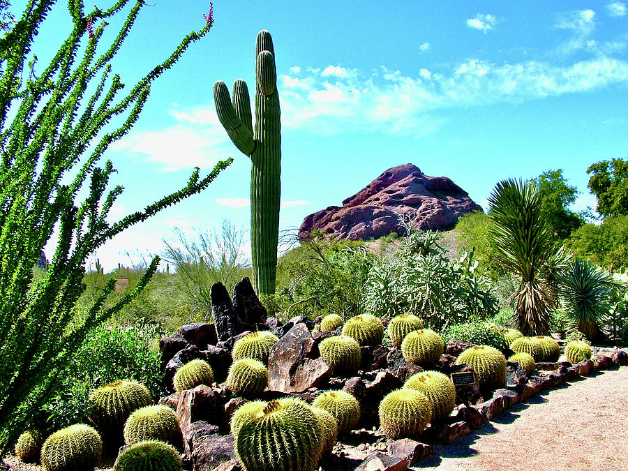 Ocotillo, Golden Barrel Cactus, Saguaro Cactus, Phoenix Desert ...