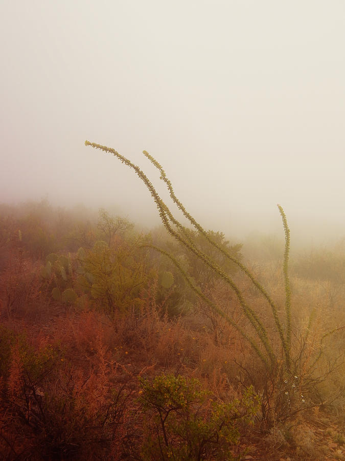 Ocotillo in the Mist - Big Bend National Park  Photograph by Sandra Martin