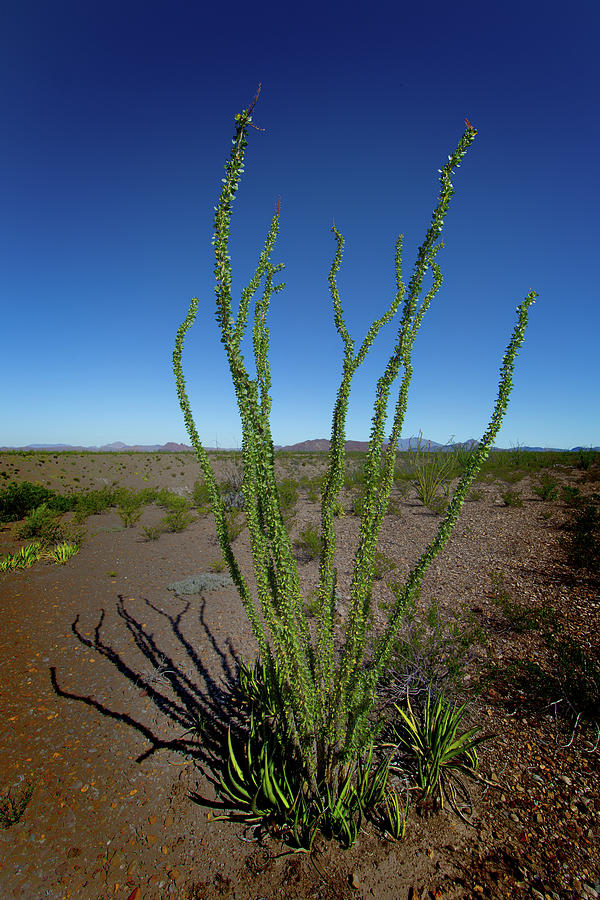 Ocotillo Photograph by Mike Schaffner