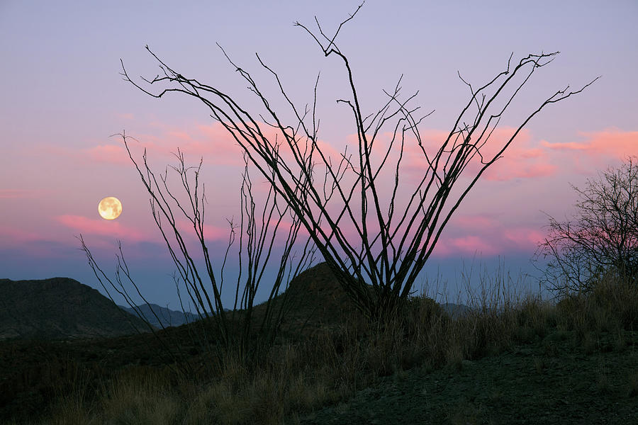 Ocotillo Moonset Photograph by Tom Daniel