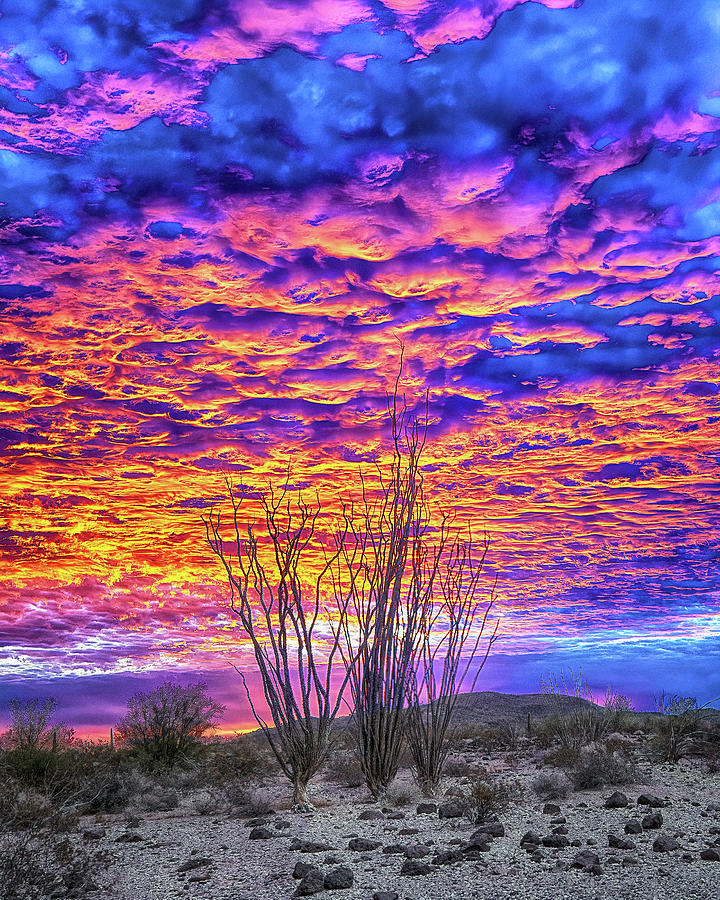 OCOTILLO SKY, Arizona Photograph by Don Schimmel