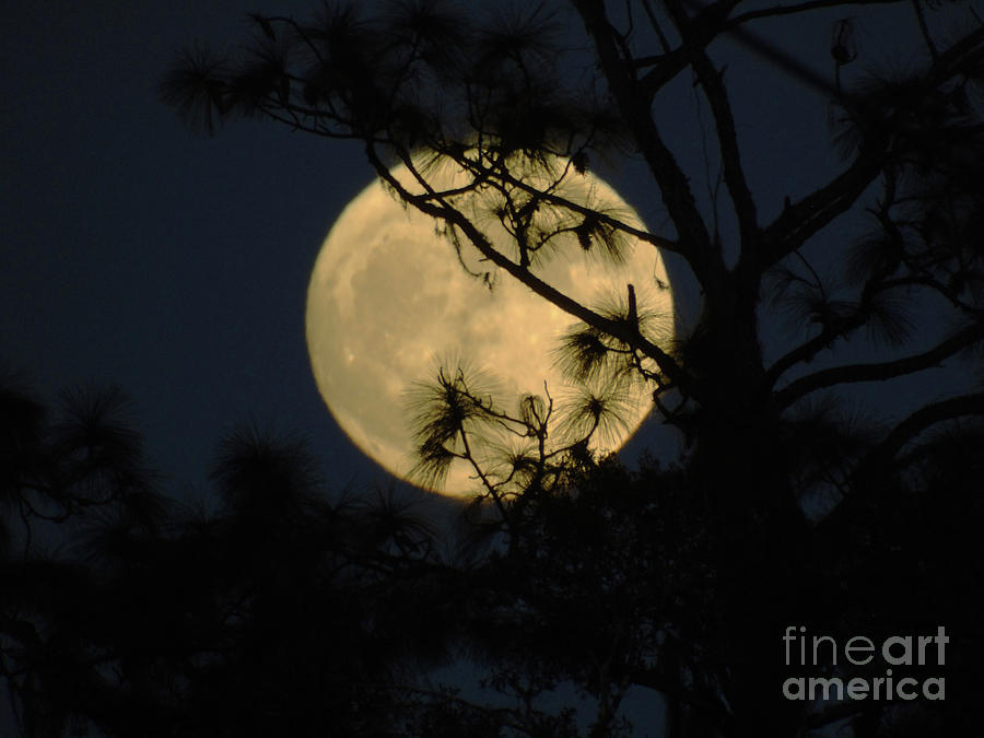 October 31 2020 Hunters Moon Photograph by D Hackett