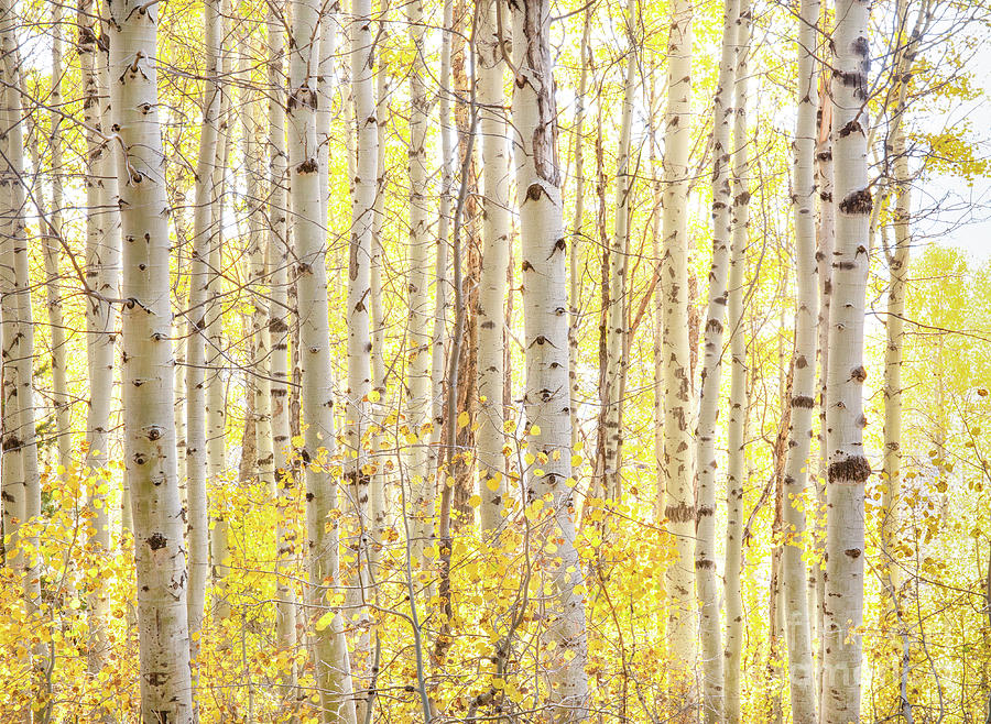 October Aspens Photograph by Leslie Wells