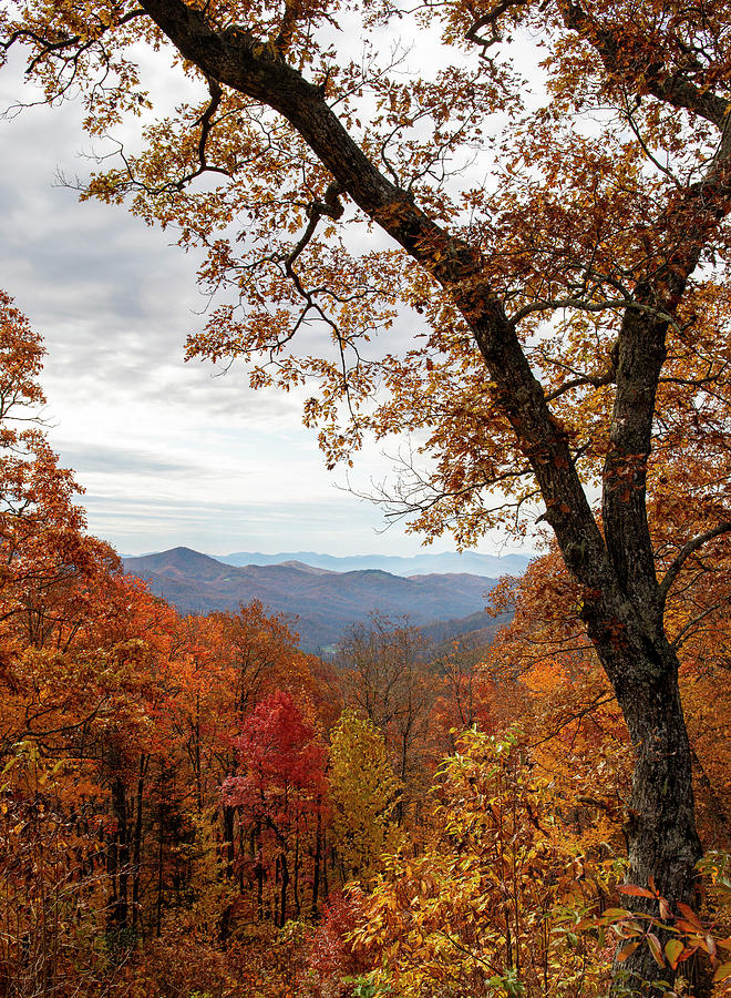 October Colors In The Smokies Photograph by Dan Sproul