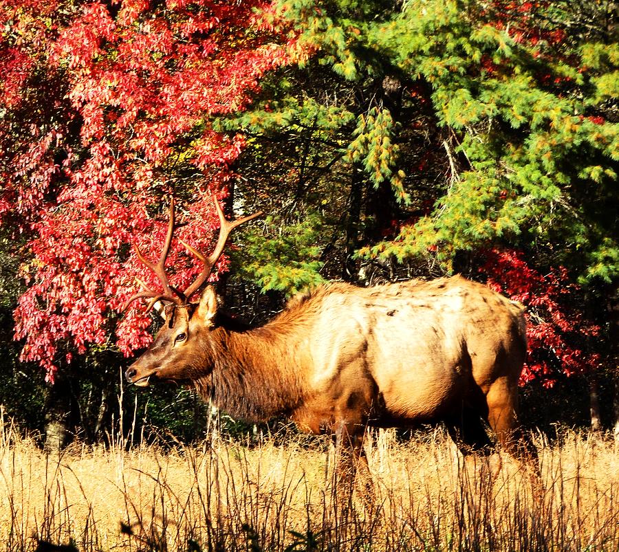 Autumn Elk Photograph by Joshua Bales