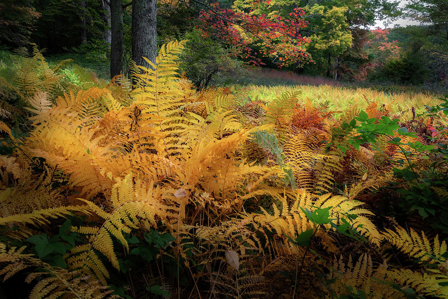October Fern Photograph by Bill Wakeley
