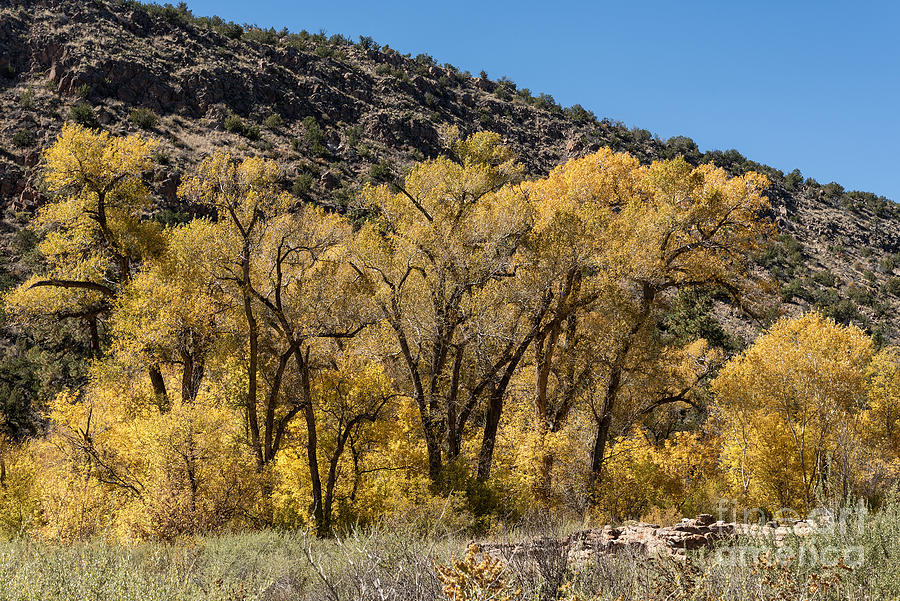 October in Bandelier Photograph by Steven Natanson