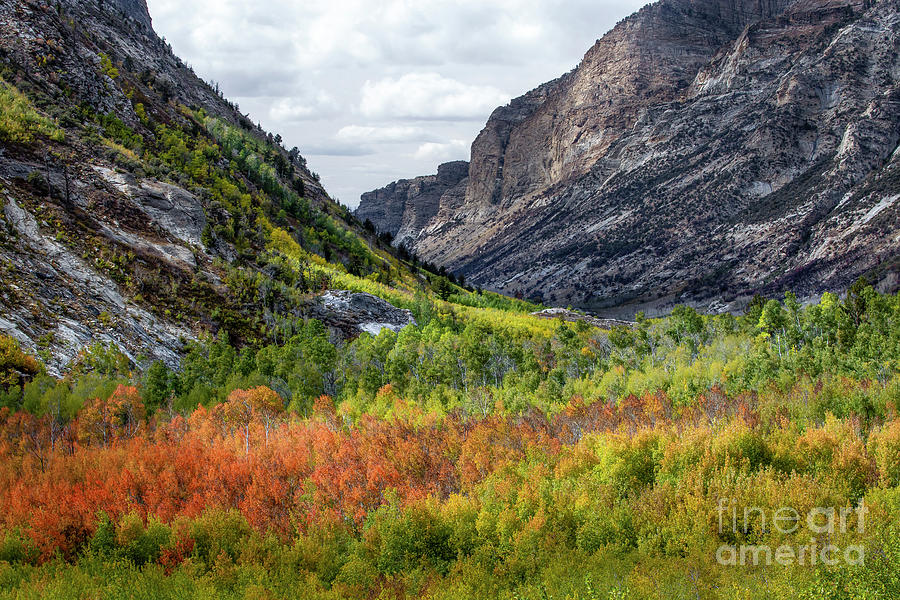 October In Lamoille Canyon Photograph by Leslie Wells