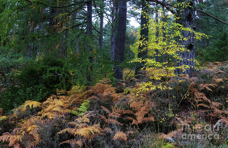 October in the Forest Photograph by Phil Banks