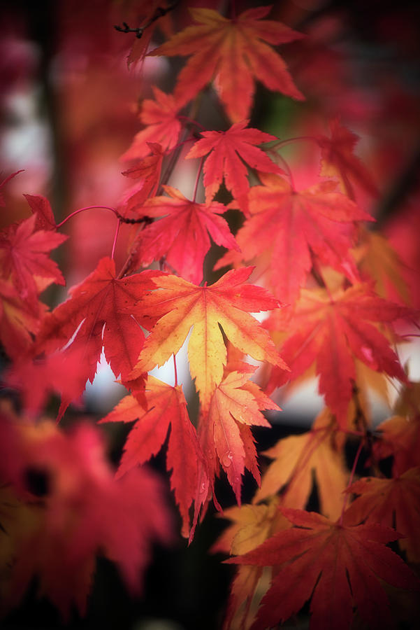 October Maple Photograph by Philippe Sainte-Laudy