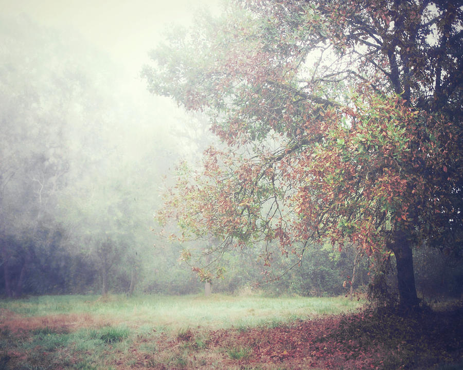 October Meadow Photograph by Lupen Grainne