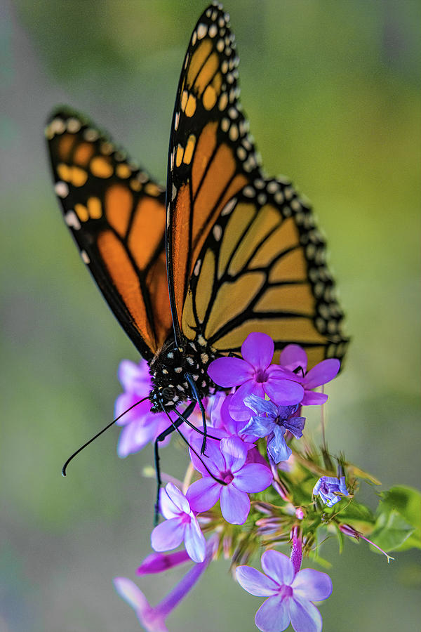 October Monarch Photograph by Chris Lord