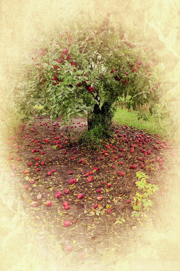 October Orchard Photograph by Scott Kingery