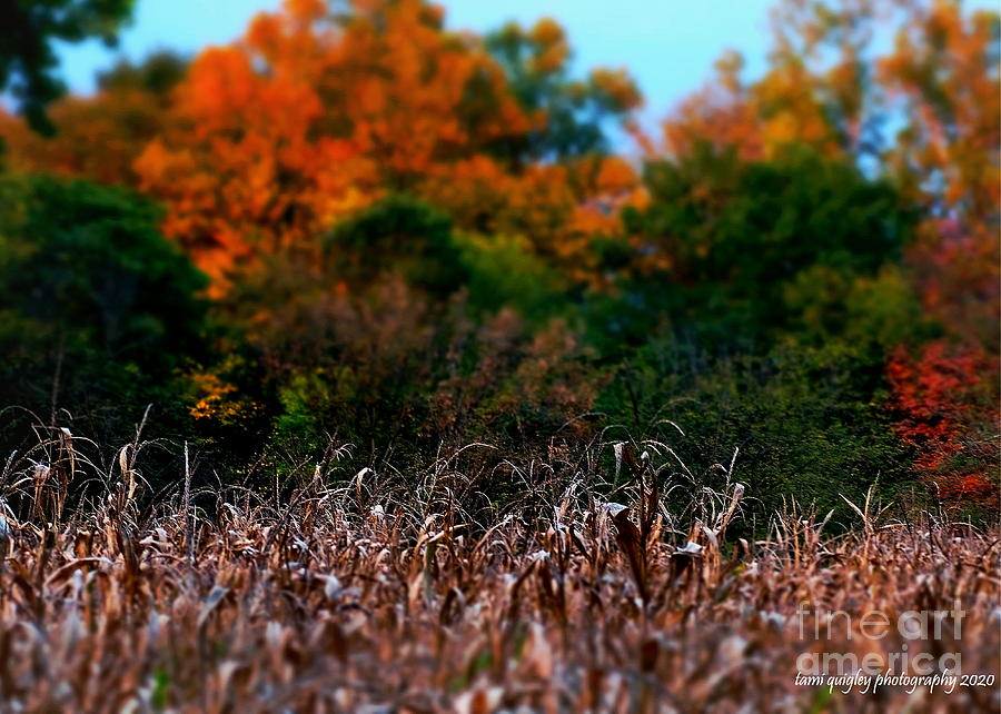 October Over The Cornfield Photograph by Tami Quigley