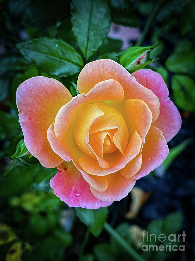 October Rose Photograph by William Norton