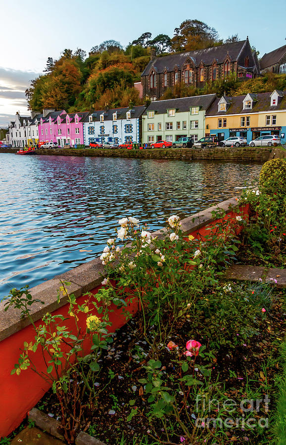 October Roses in Portree Photograph by Elizabeth Dow