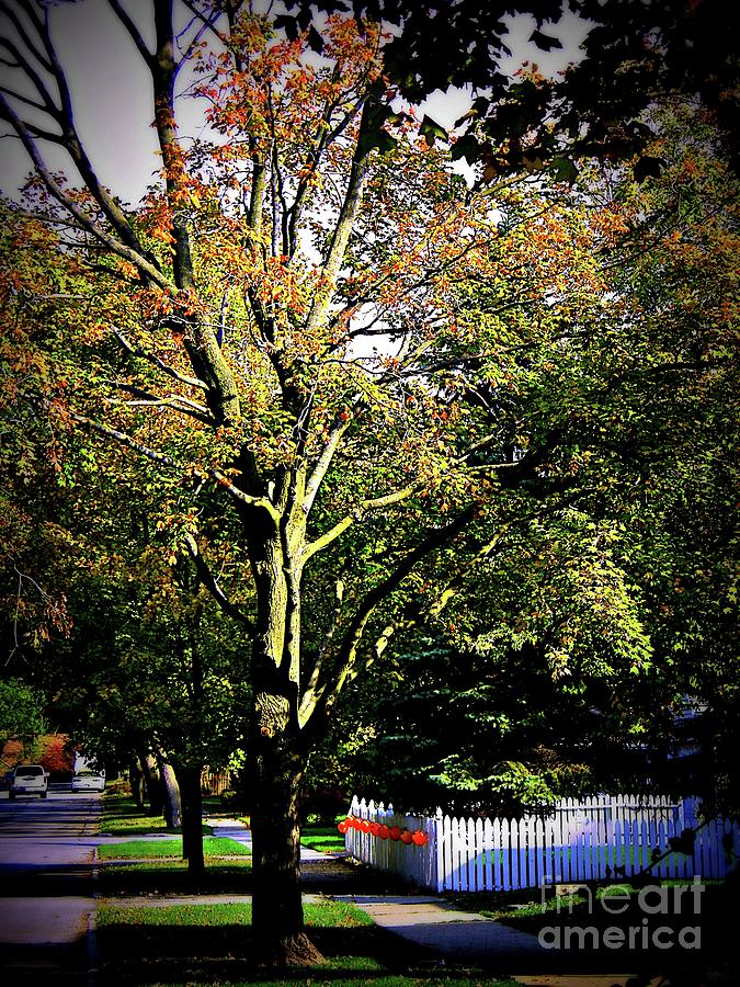 Tree Photograph - October Vibes by Frank J Casella