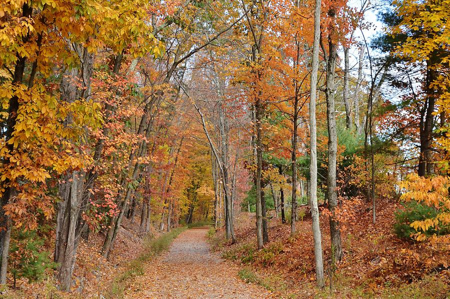 October Walk Photograph by Deborah Hochhauser - Fine Art America