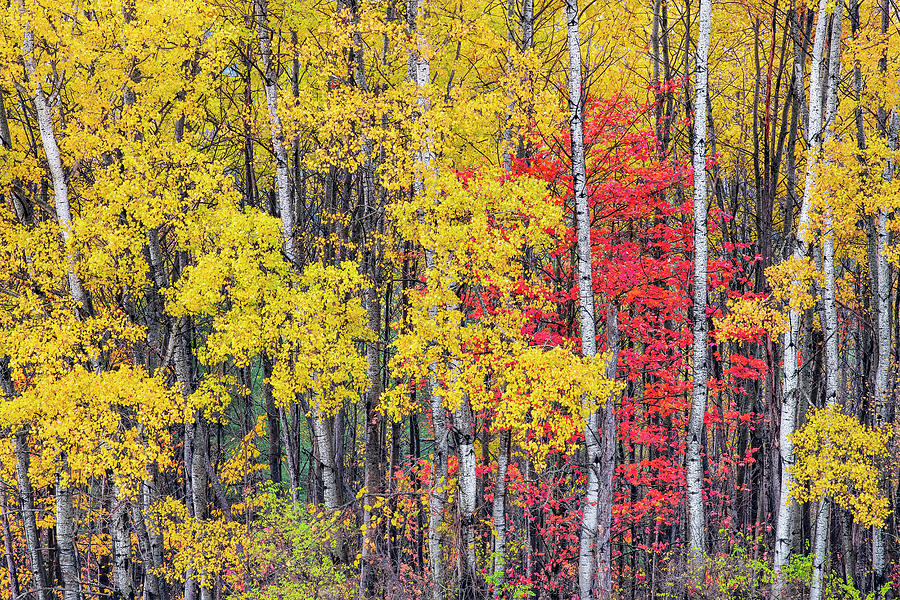 October Woodland Color Photograph by Alan L Graham