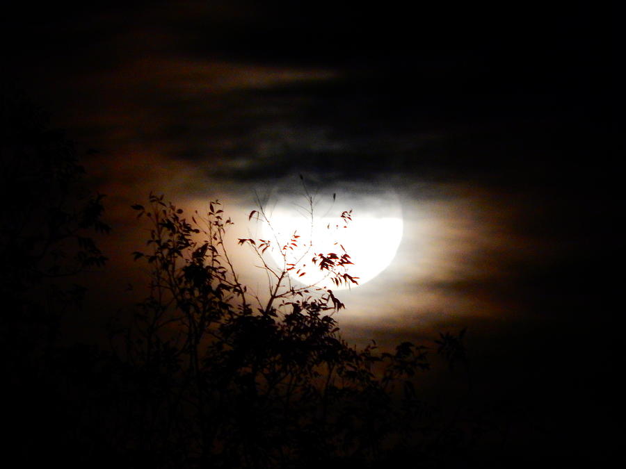 Octobers blue moon rising Photograph by Virginia White