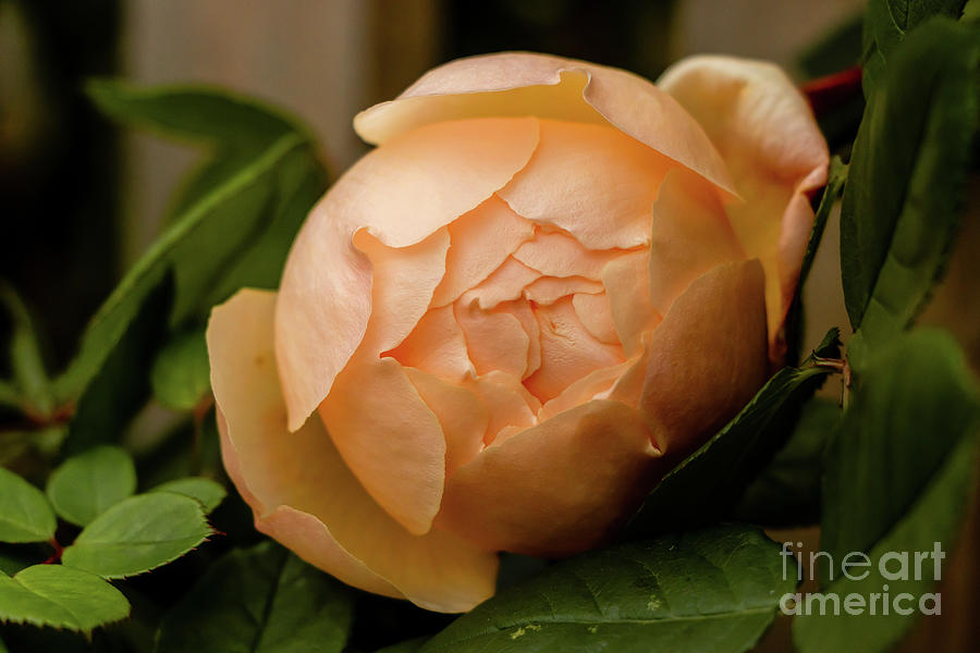 Octobers Rose Photograph by Elizabeth Dow