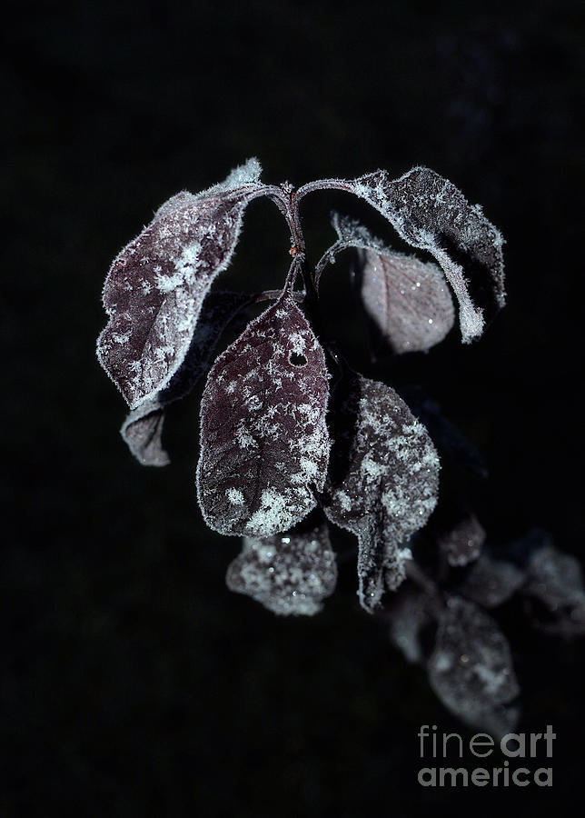 Autumn Photograph - Octobers snow by Norma A Lahens Autumn Photograph - Octobers snow by Norma A Lahens
