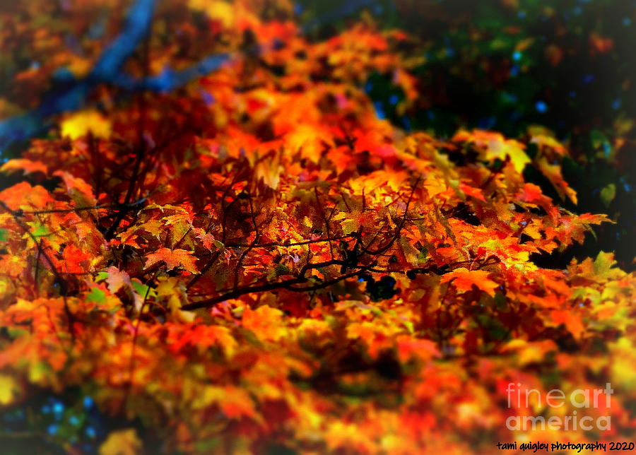 Octobers Turn  Photograph by Tami Quigley