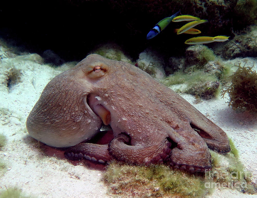 Octopus 5 Photograph by Daryl Duda