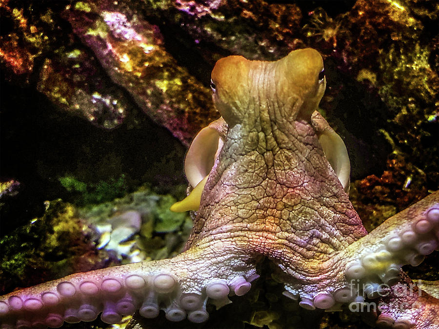 Octopus - Deep Underwater Photograph by Doc Braham
