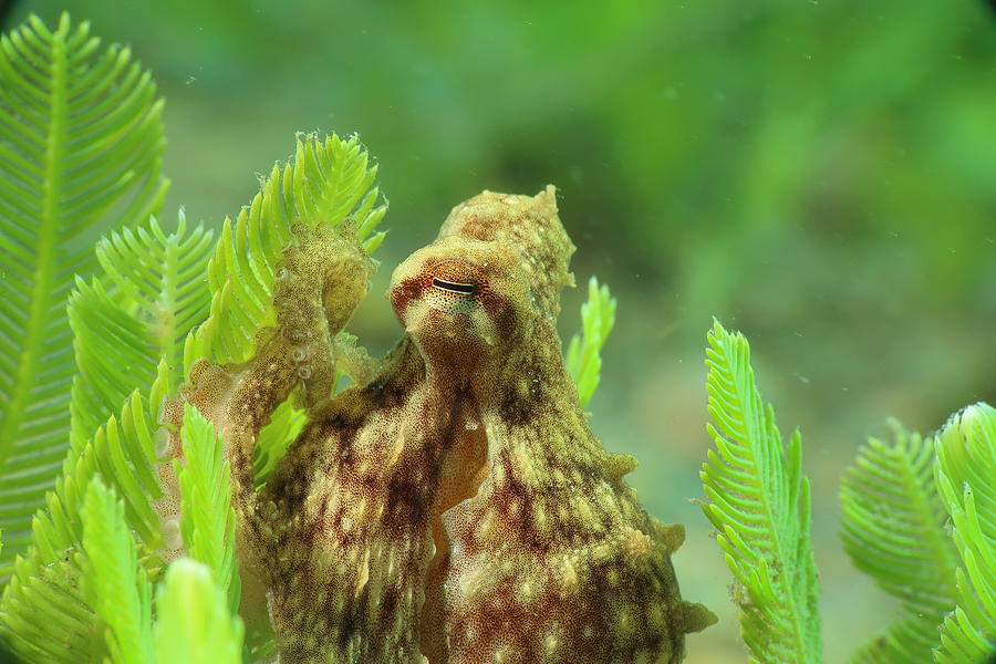 Octopus' Garden Photograph by Sage Ono Fine Art America