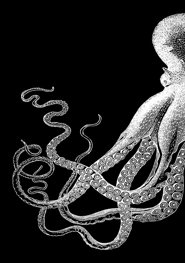 Vintage Octopus - Half Octopus - Left Side Digital Art by Eclectic at Heart