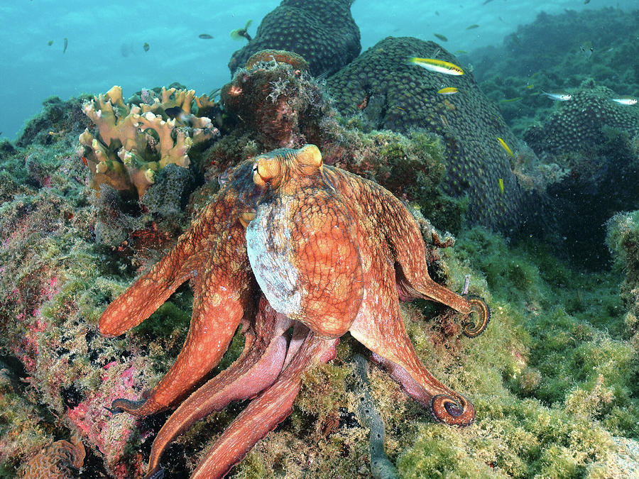 coral reef animals octopus home screen