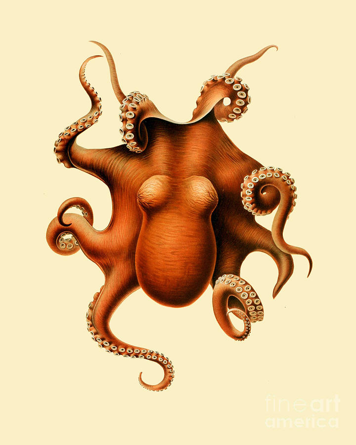 Octopus Digital Art - Octopus Lover Gift by Madame Memento