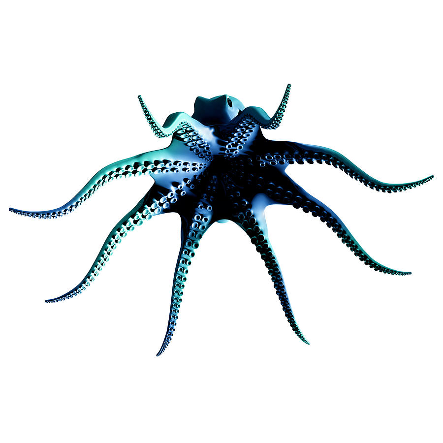 Octopus on a white background Photograph by Artpartner-images