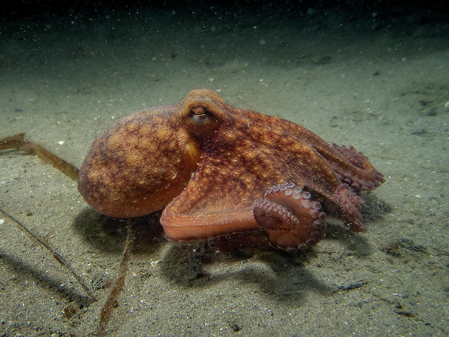Octopus on the move Photograph by Brian Weber