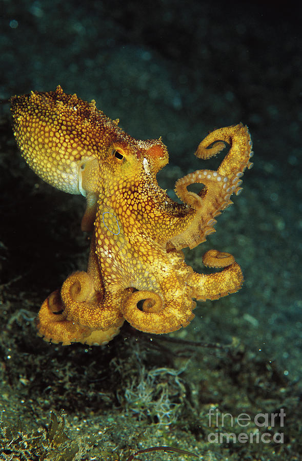 Octopus Portrait PNG Photograph by Birgitte Wilms