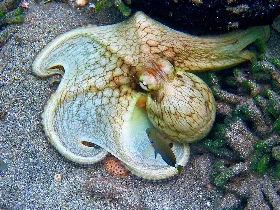 Octopus Shifting Colors 16 Photograph by Annette Kirchgessner - Fine ...