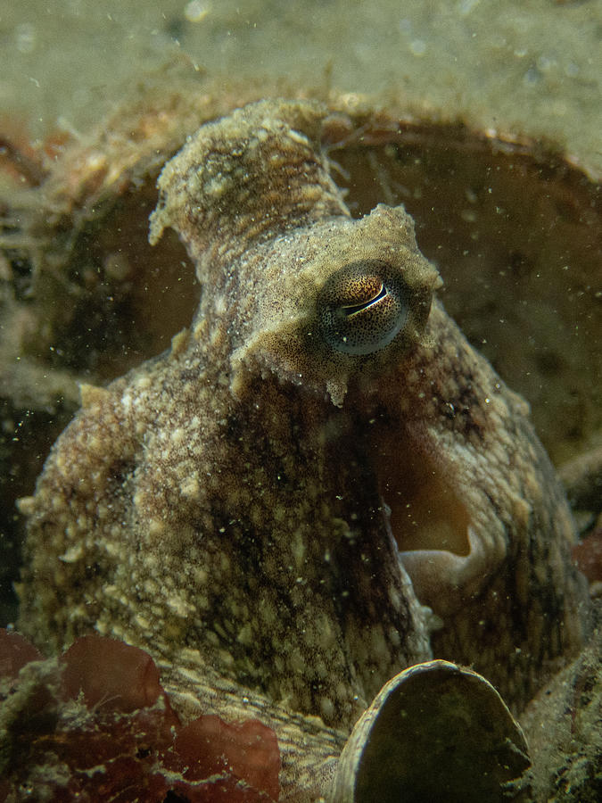 Octopus side-eye Photograph by Brian Weber