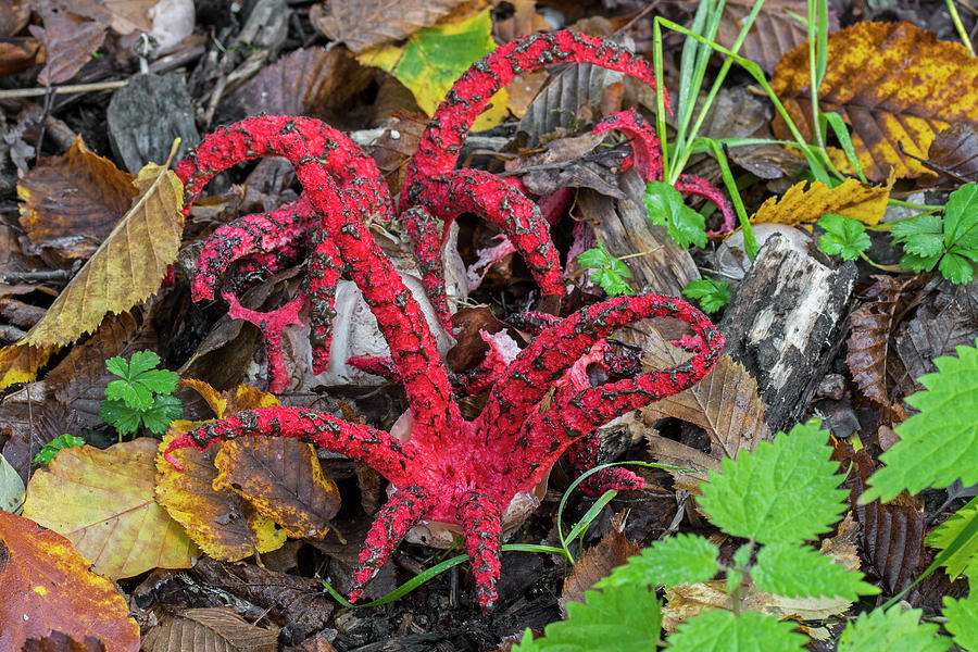 Octopus Stinkhorn Photograph by Arterra Picture Library