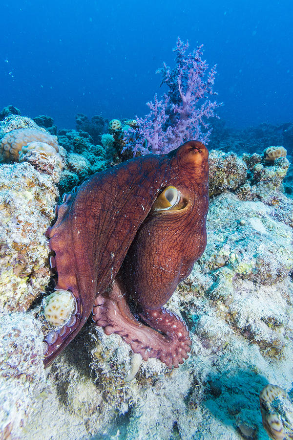 Octopus swim close to the coral reef Photograph by Manfred Bortoli