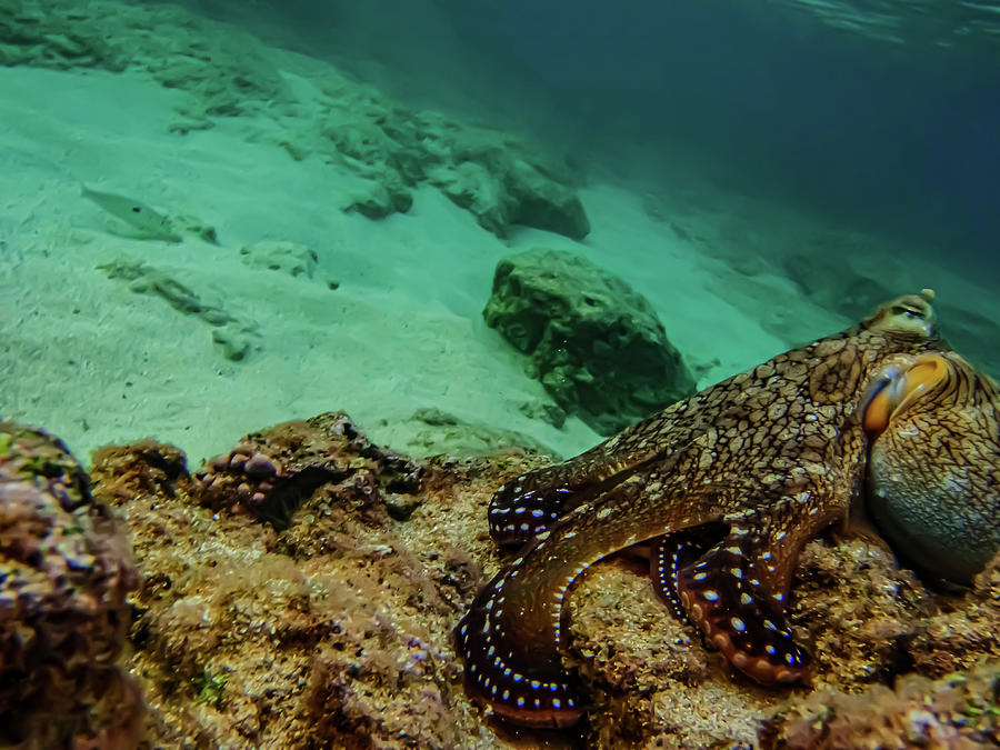 Octopus Underwater Photograph By Jan Vacek 