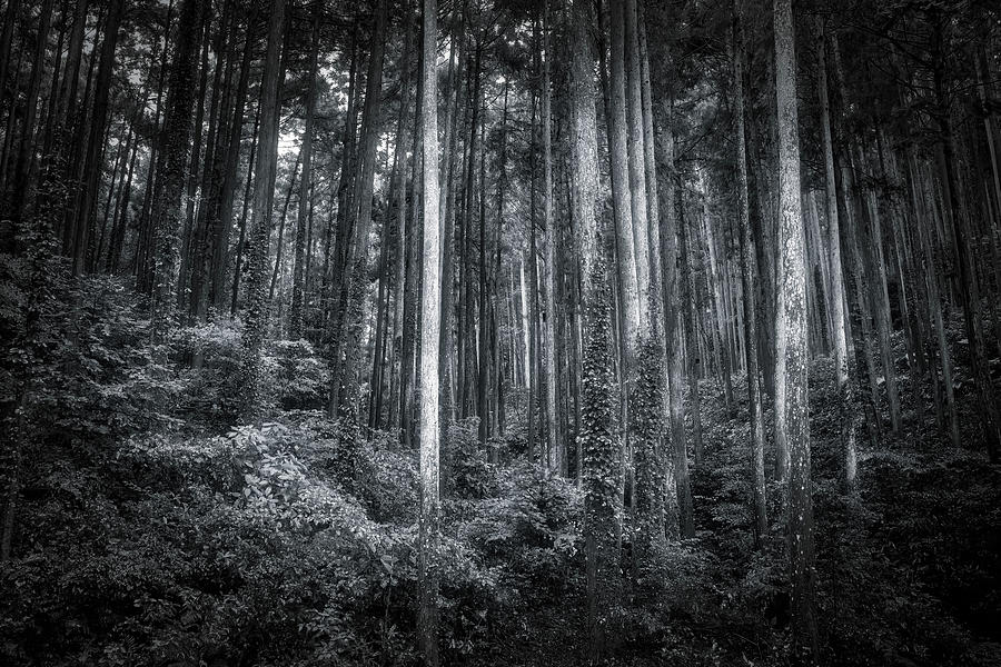 Odawara Forest 2 Photograph by Bill Chizek