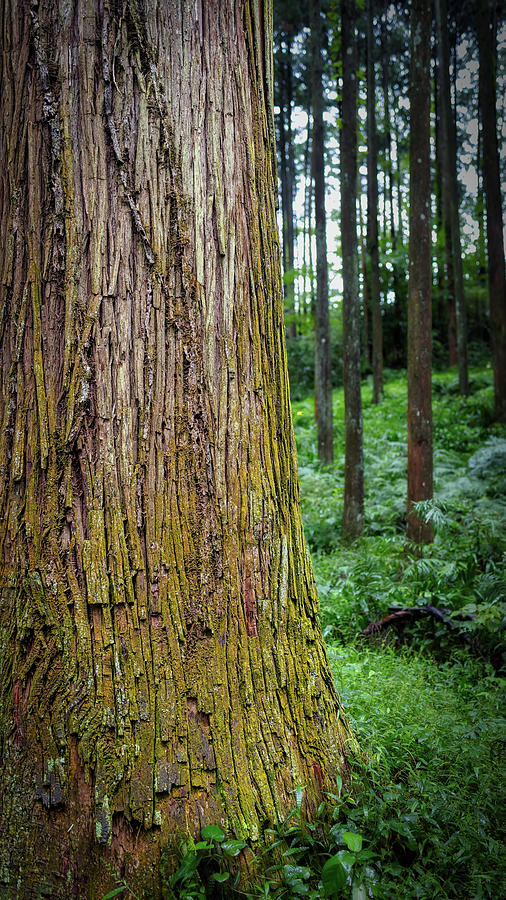 Odawara Forest 5 Photograph by Bill Chizek