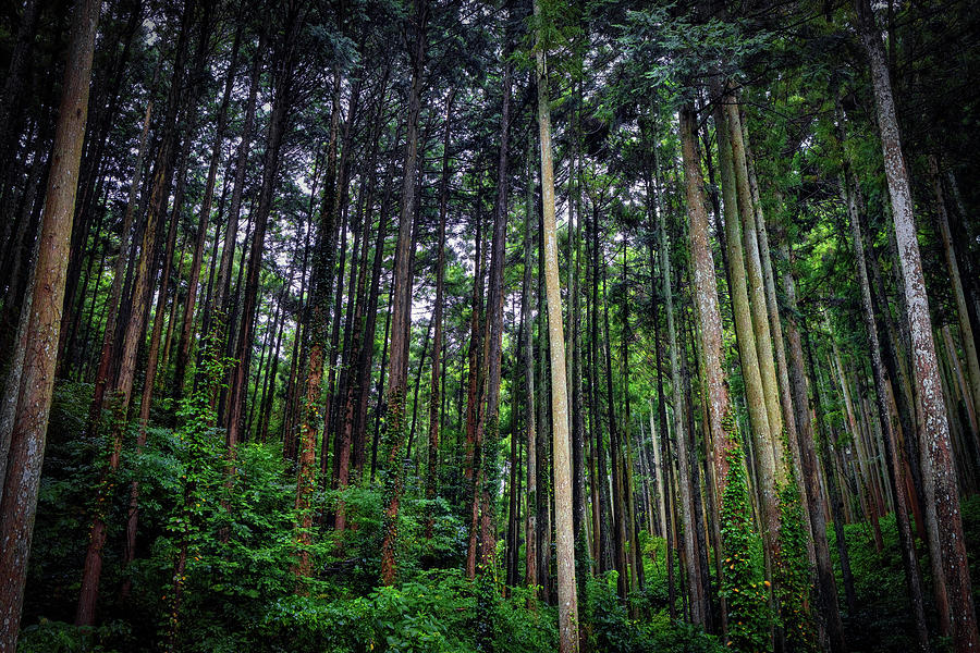 Odawara Forest Photograph by Bill Chizek